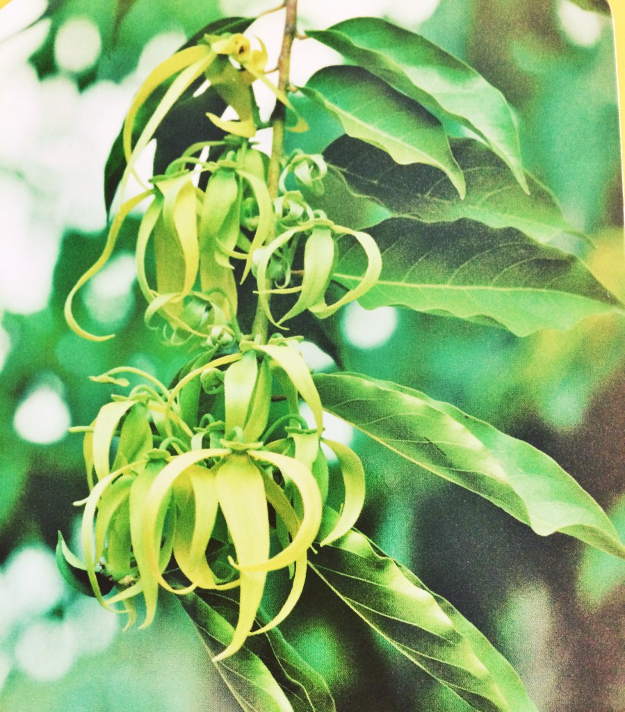 Ylang ylang essentiele olie