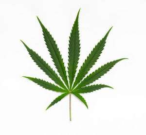 cannabis olie